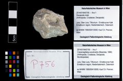 Foto (Objekt + Etikett) von Cracensigillatus acutirostris (Moericke, 1889)  (NHMW-GEO-2014-0194-0756)